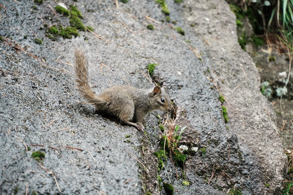 A squirrel foraging on a rock slope.