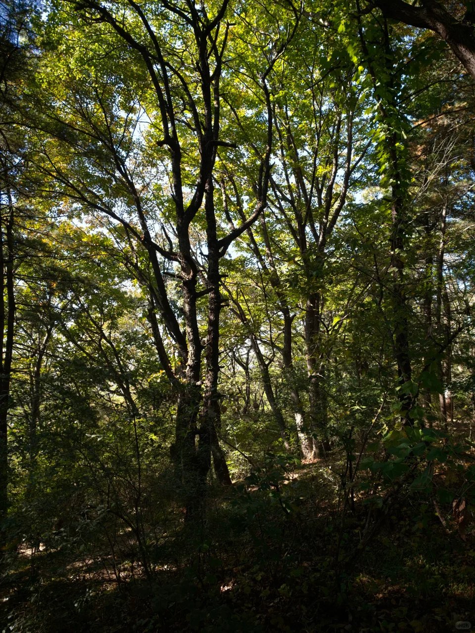 Sunlight filtering through dense green trees in a park.