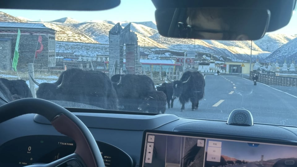 Yaks crossing the road in front of the car at Xinduqiao.