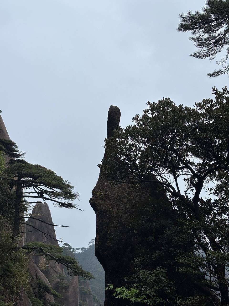 A rock pillar beside pine trees in the mist at Sanqingshan.