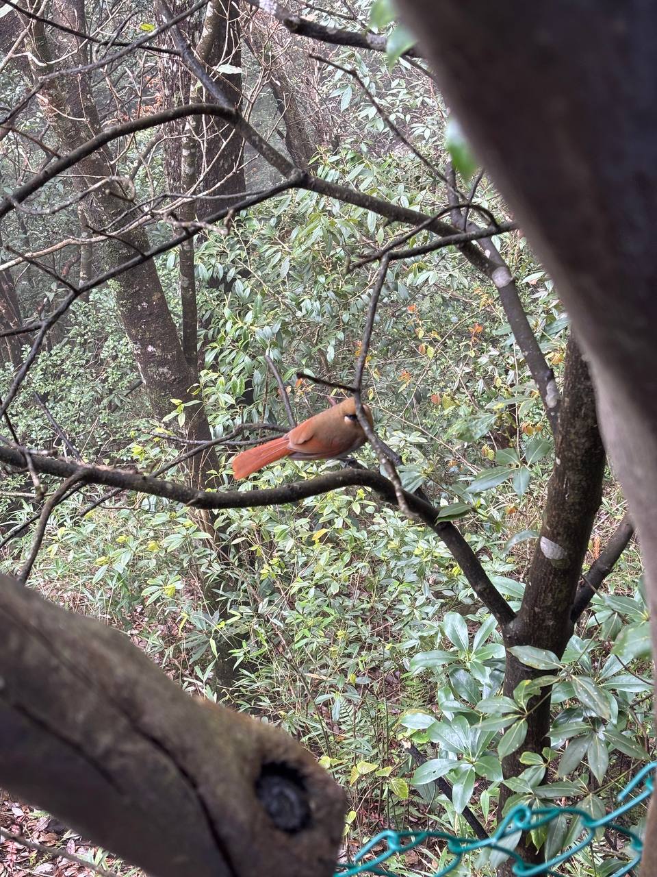 A reddish bird perched among bare branches on the mountain.