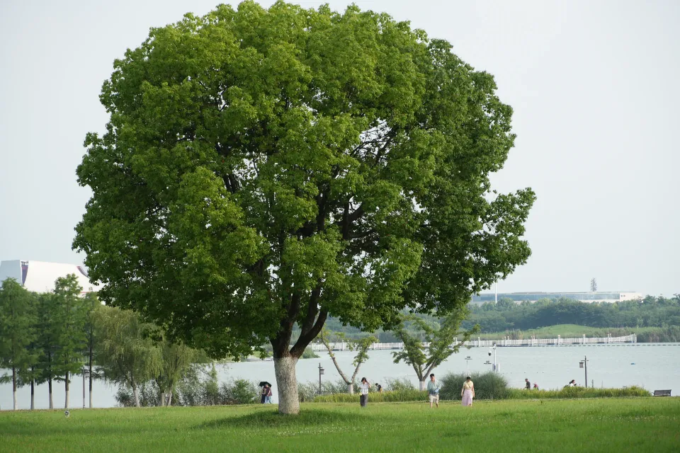 A large green tree on the lawn beside Fangxing Lake.