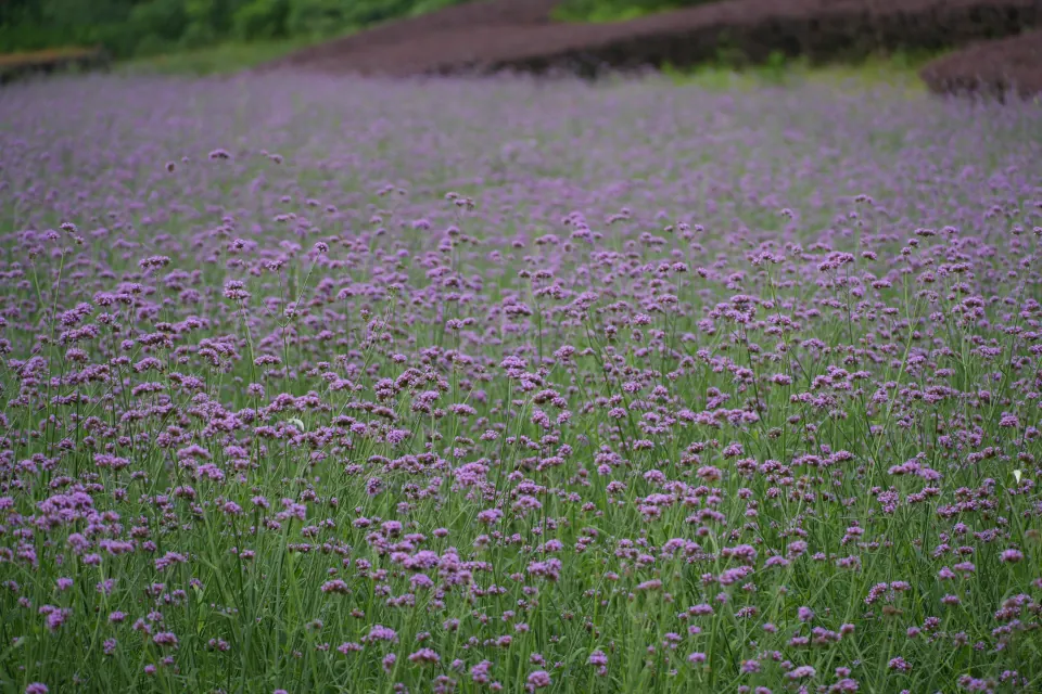A field of small purple flowers.