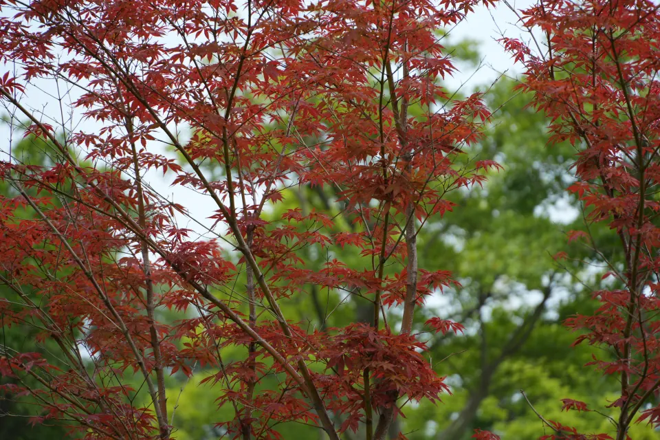 Red maple leaves against green trees.