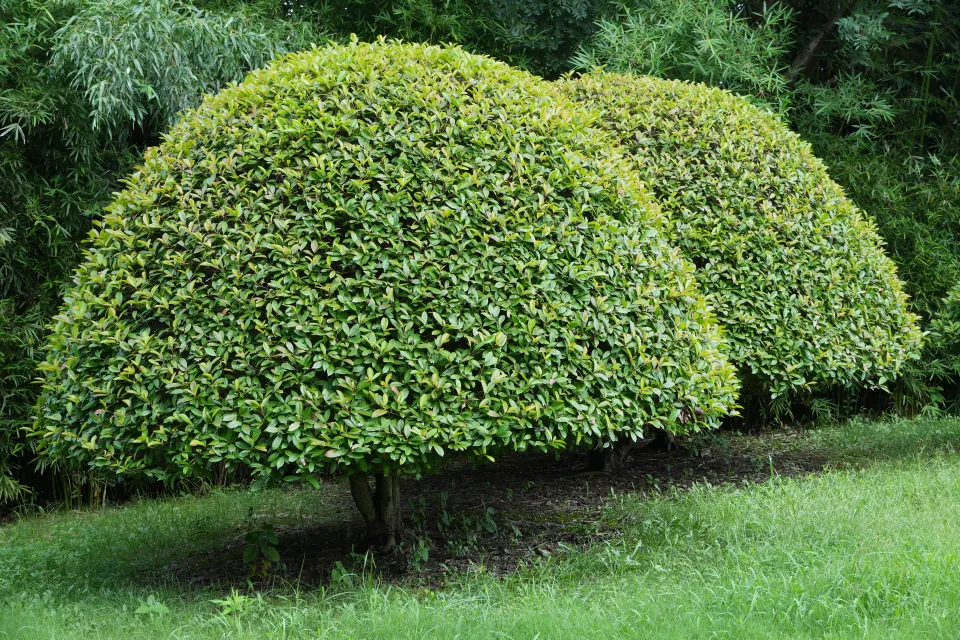 Two rounded shrubs surrounded by bamboo and grass.