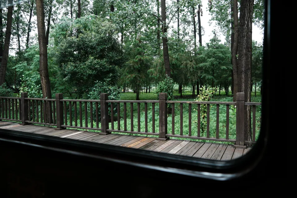 Forest scenery viewed through a train window.