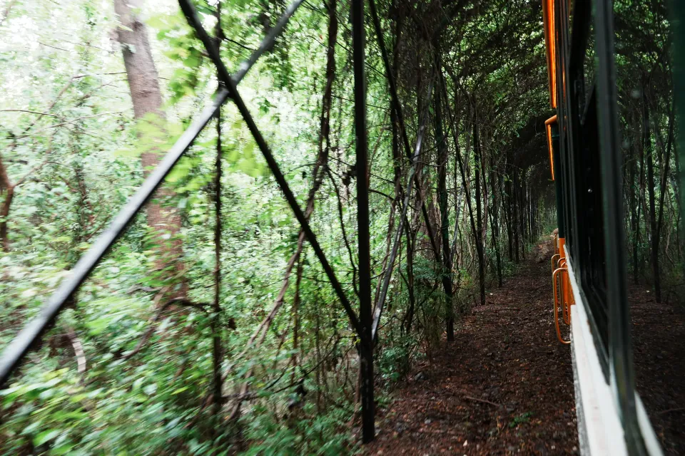 The sightseeing train passing through a dense forest corridor.