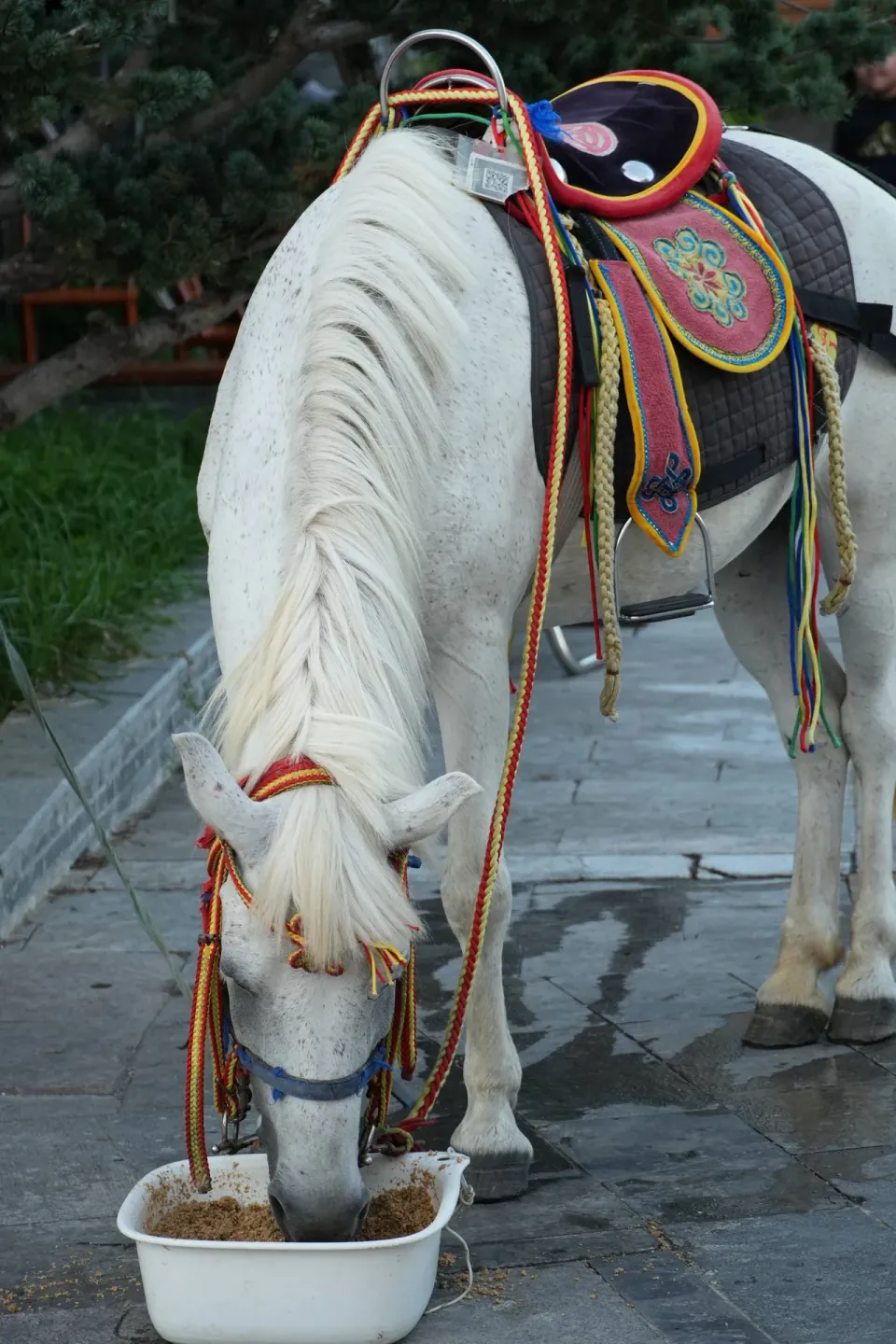 Saddled white horse drinking from a bucket