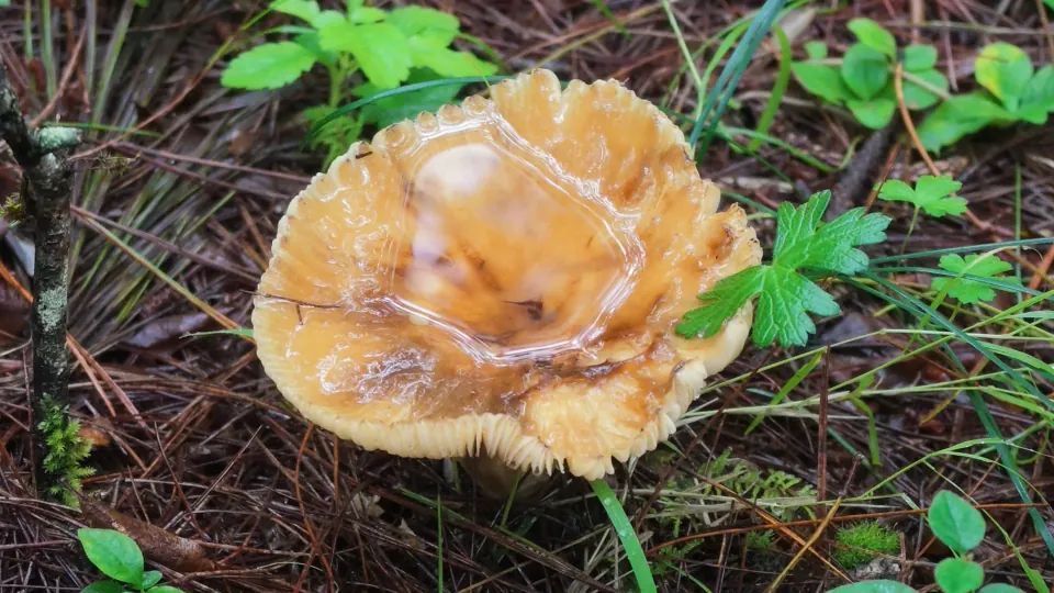 An orange mushroom grows among pine needles and small green plants.