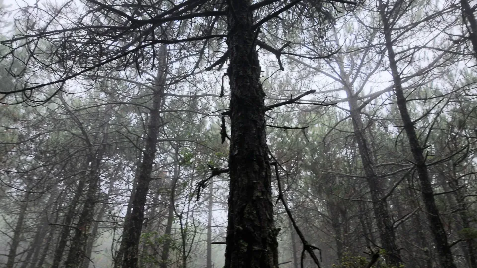 Tall dark tree trunks and branches disappear into a misty forest.