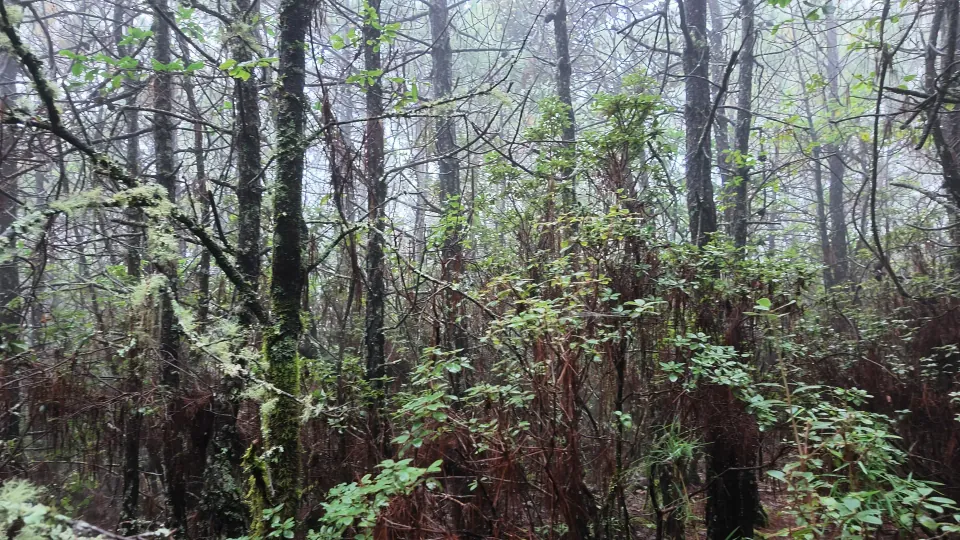 Dense green undergrowth covers a damp, misty forest floor.