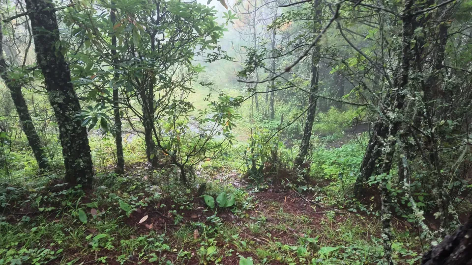 A narrow earthy trail leads downhill through lush woodland.