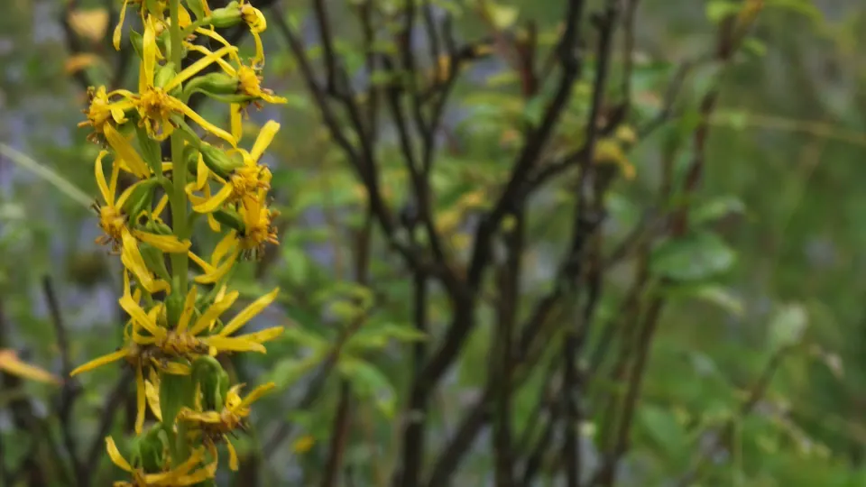 Yellow wildflowers grow beside a forest trail.
