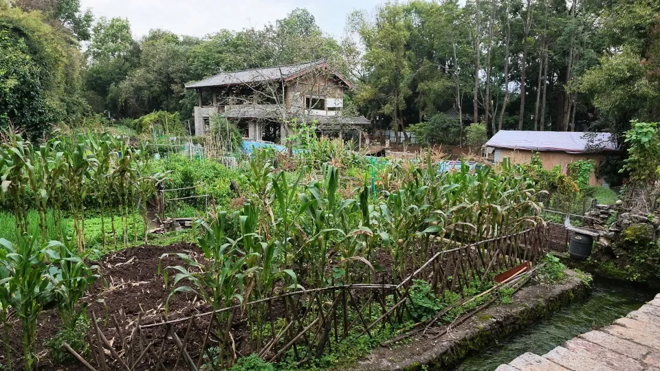 A small corn plot grows beside rustic houses and a stone path.