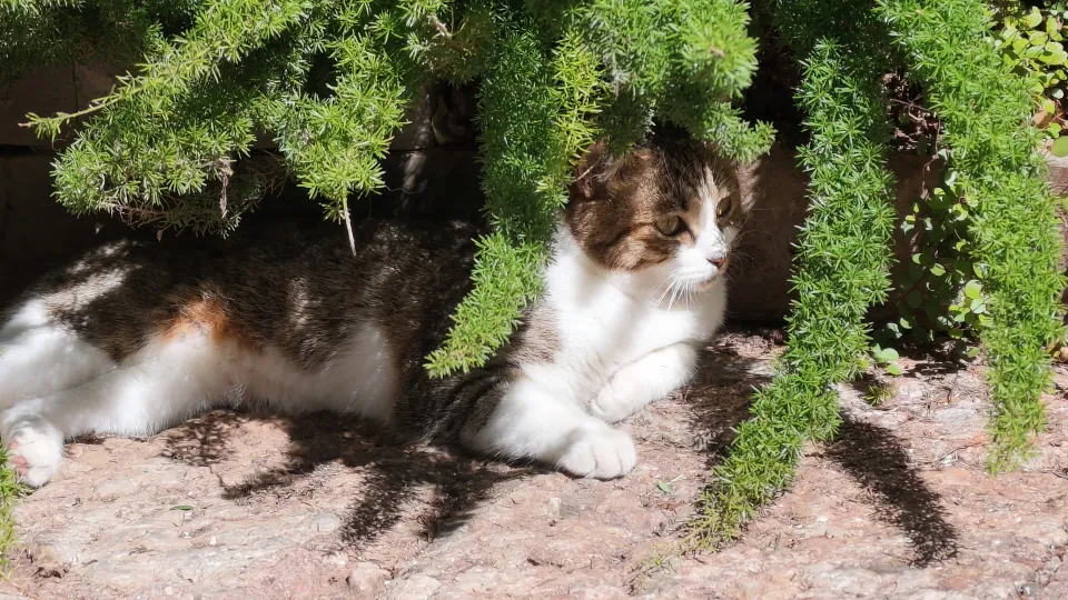 A tabby-and-white cat rests beneath drooping green branches.