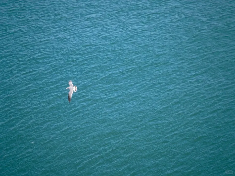 Seagulls flying low over green harbor water.