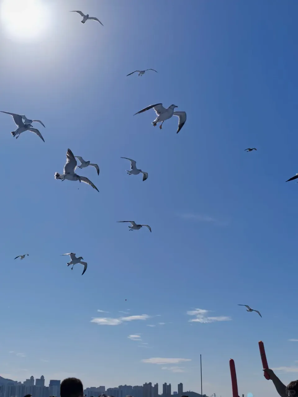 Seagulls flying above the ferry against a clear blue sky.