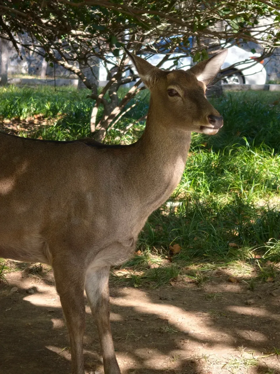 A deer standing in the shade beside a park path.